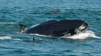 https://www.solideogloria.es/articulos-de-opinion/la-ballena-el-buzo-y-jonas