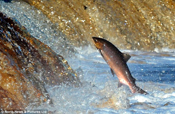 https://www.solideogloria.es/articulos-de-opinion/a-contracorriente-como-el-salmon