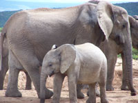 https://www.solideogloria.es/articulos-de-opinion/los-animales-nos-ensenan-a-ser-personas