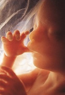 https://www.solideogloria.es/articulos-de-opinion/violencia-feminista