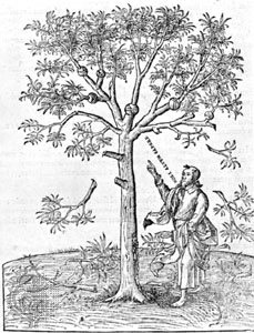 ESTIENNE, HENRY (1528-1598)